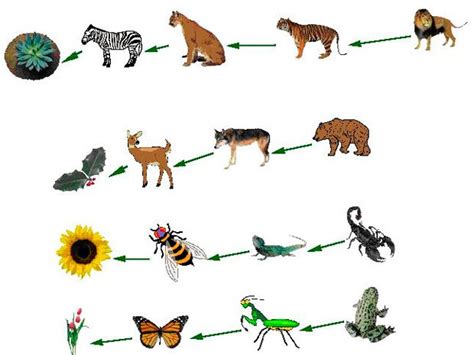 Cadena Trófica O Alimenticia Acuatica Y Terrestre Ecología Hoy