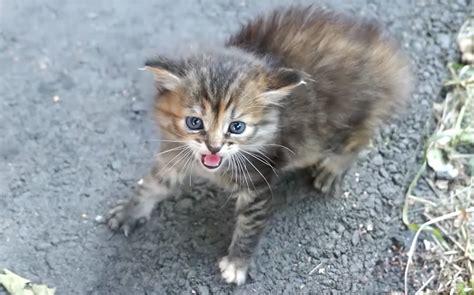 人間を警戒して激しく威嚇してきた子猫。保護されて人間の優しさに気づくと、怯えていた子猫の心に大きな変化が！ エウレカ！