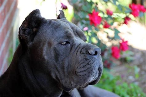 Gallery Cane Corso For Sale Dallas Phantom Corsos