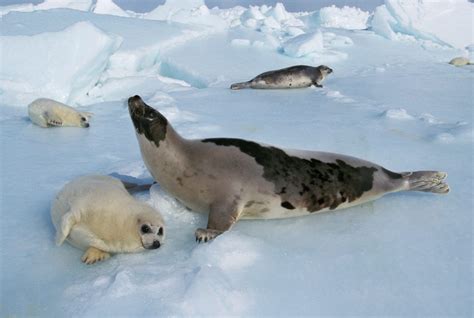 Tiere Der Arktis Leben In Eis Und Schnee Wwf Panda Club