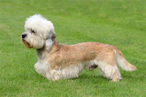 Meet 10 True Dwarf Dog Breeds