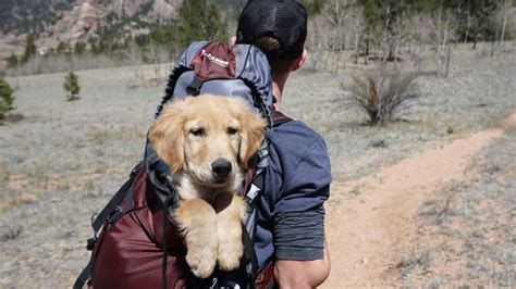 Volc N Popocat Petl Top Recomendaciones Para Cuidar A Tus Mascotas