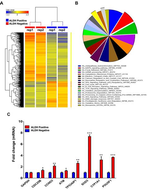 Preferential Activation Of Multiple Signalling Pathways In Aldh