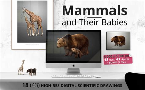 Mammals And Their Babies