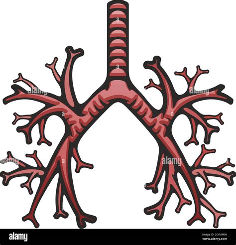 Vettore Della Struttura Interna Dei Polmoni Umani Icona Della Trachea