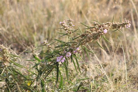 Narrowleaf Globemallow From Municipio De Teotihuac N M X M Xico On