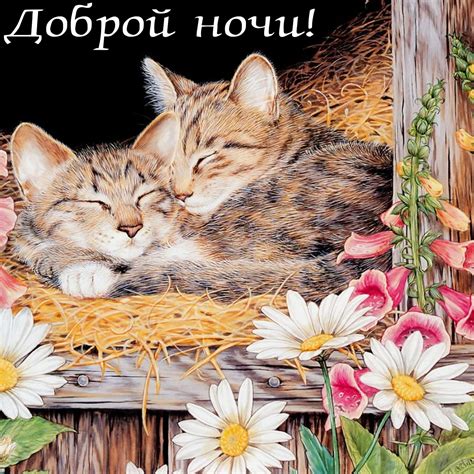 Доброй ночи с котиками картинки красивые необычные