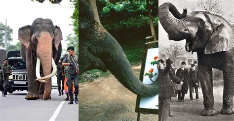 Famous Elephants in History: Meet Surus, Kandula, Jumbo & More - Archyde