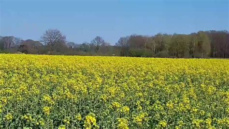 Biologische Koolzaadolie Van Landgoed Velhorst YouTube