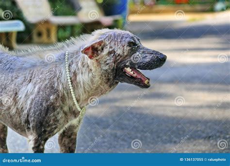 Dog That Are Sick Are Skin Diseases Stock Image Image Of Dirty