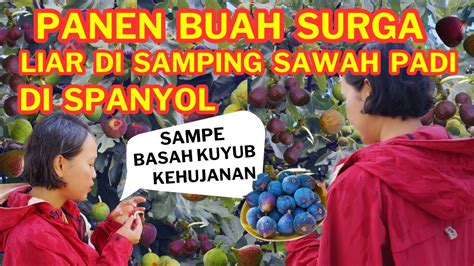 Rela Kehujanan Hanya Untuk Panen Buah Surga Liar Di Pinggir Jalan