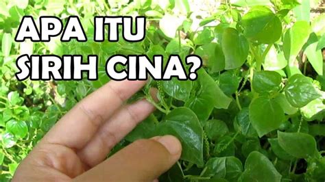 Sirih Cina, Tanaman Liar Seribu MANFAAT » Taman Inspirasi SAFA