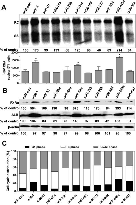 Regulation of HBV replication and transcription FXRα and ALB