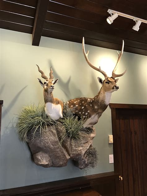 Axis deer and black buck on custom wall base | Taxidermy display ...