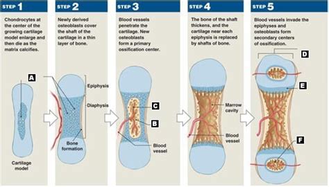 Sp11 Ossification And Bone Growth Flashcards Quizlet