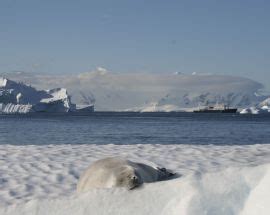 Spirit Of Antarctica Expedition Cruise Speclialists