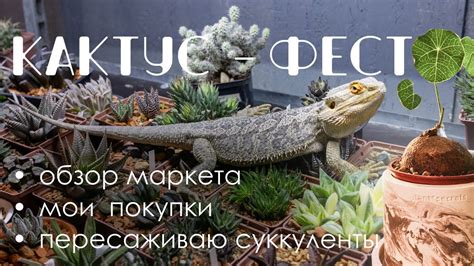 Выставка-ярмарка кактусов и суккулентов Кактус Фест \ Мои покупки и ...