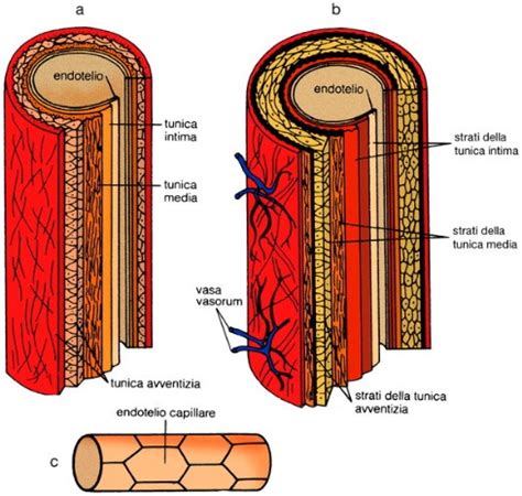 Vasi Sanguigni Didattica Delle Scienze