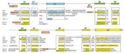 Sequence Alignment Of Ptb And Ph Domains The Secondary Structure