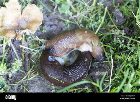 Slugs Mating Hi Res Stock Photography And Images Alamy