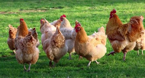 Orpington Chickens All You Need To Know About This Breed