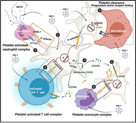 Frontiers Platelets In Hiv A Guardian Of Host Defence Or Transient