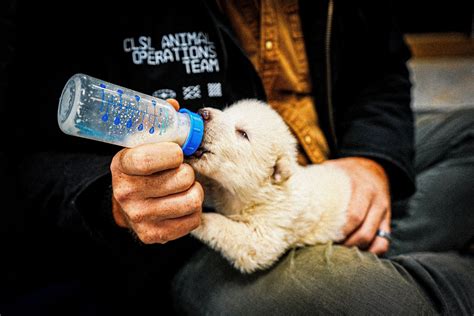 24zampe | Torna a ululare il metalupo, estinto da 10mila anni e