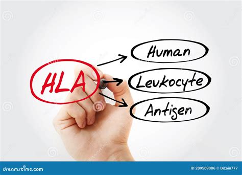 Hla Human Leukocyte Antigen Acronym With Marker Medical Concept