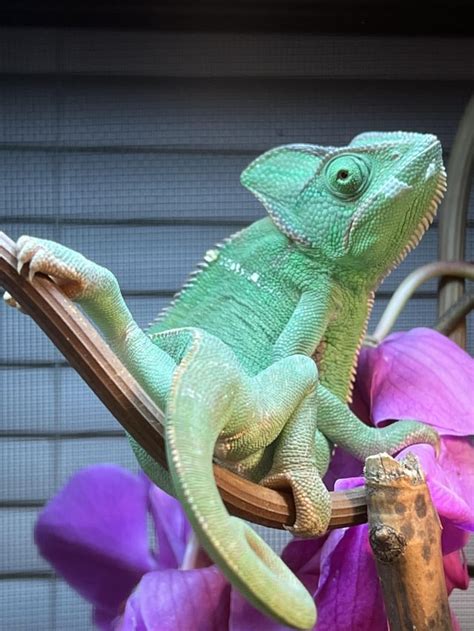 Are these lights good for a veiled chameleon : r/Chameleons