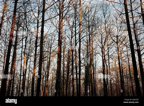 Sequ A Escena Natural De Pinos Moribundos Sin Hojas Que Tocan La Luz