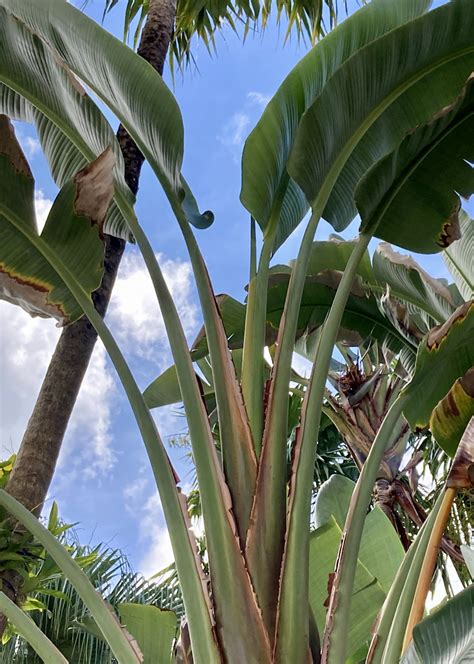 Details Imagen Planta Strelitzia Blanca Abzlocal Mx