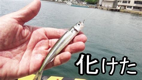 湾内で小魚の泳がせ釣りをしてみたら353話目 Youtube