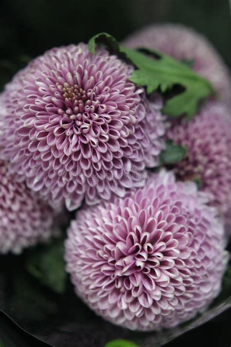 Dahlia Pom Mauve 7296 Stock Image Image Of Ball Blossom 171753417