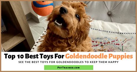 Top 10 Best Toys For Goldendoodle Puppies Pet Trained