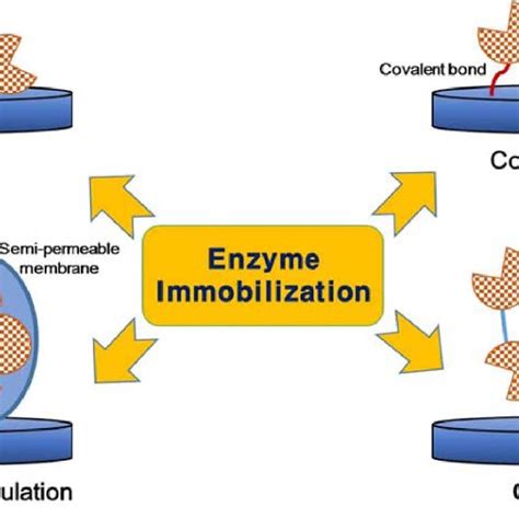 Various Methods Of Enzyme Immobilization Download Scientific Diagram