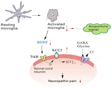 Effect Of Electro Acupuncture On The BDNF TrkB Pathway In The Spinal