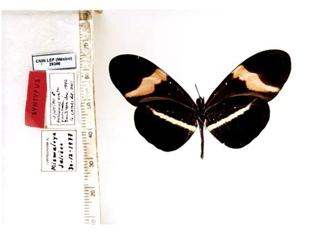 Heliconius Erato Cruentus Type Specimens