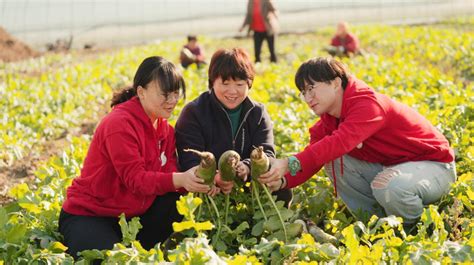 “进村读研，自找苦吃” ，中农大学子助力村庄三年增收五倍澎湃号·媒体澎湃新闻 The Paper