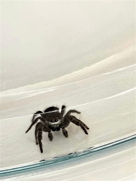 Help Found This Little Fella On My Shirt Don T Even Know If It S A Jumping Spider It Jumps