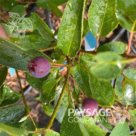 Amélanchier Isaac Amelanchier Alnifolia Paysage Gourmand