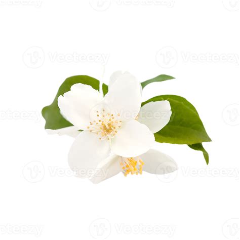 jasmine flower png transparent background 29712273 PNG