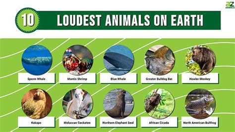 The Top 10 Loudest Animals on Earth (#1 is Amazing) - A-Z Animals