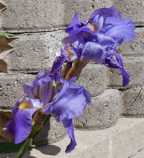 Happier Than A Pig In Mud: Saturday Snippets...