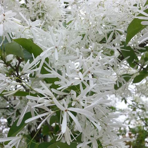 Chionanthus Retusus Chinese Fringe Tree Sold Out Mid Valley Trees