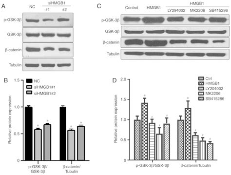 The Gsk Catenin Signaling Pathway Is Involved In Hmgb Induced