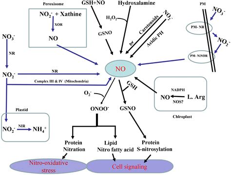 Frontiers Mechanisms And Role Of Nitric Oxide In Phytotoxicity