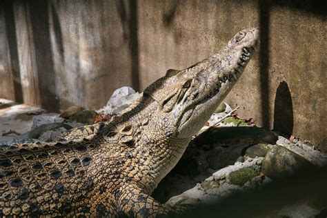 Jong’s Crocodile Farm - Amansar Travel & Tours