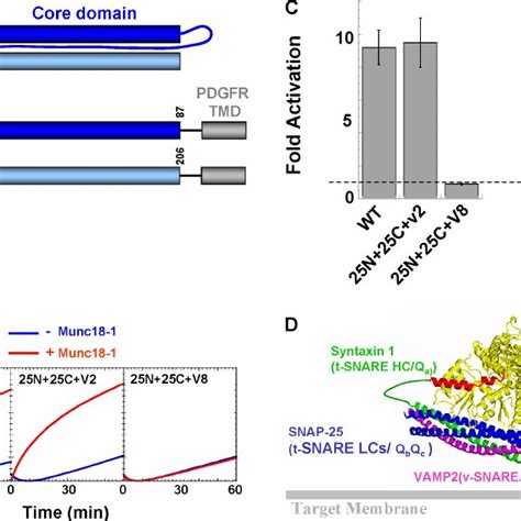 The Central Cavity Domain Of Munc18 1 Is Critical For Stimulating