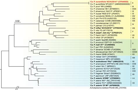 Frontiers Accelerating Complete Phytoplasma Genome Assembly By