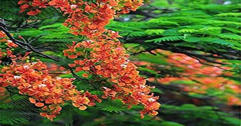 Flame Tree Bonsai The Complete Guideline For Beginners